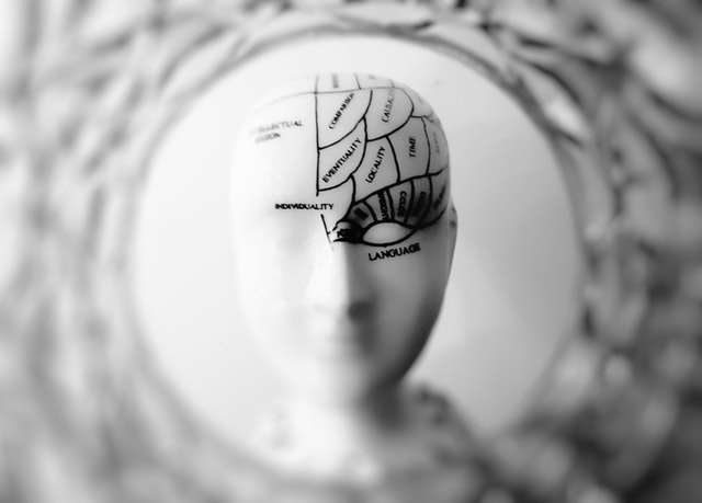 unpainted sculpture of human head with brain labels